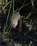 Field Vole