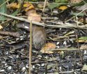 Field Vole