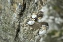 Gannets