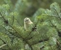 Goldcrest