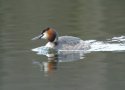 Great Crested Grebe