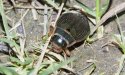 Great Diving Beetle