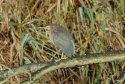 Green Heron