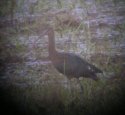 Glossy Ibis