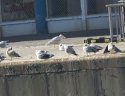Glaucous Gull