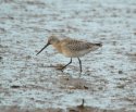 Bar Tailed Godwit