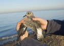 Grey Plover