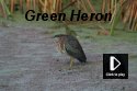 Green Heron
