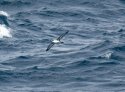 Great Shearwater