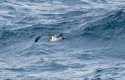 Great Shearwater