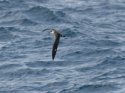 Great Shearwater
