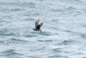 Great Skua