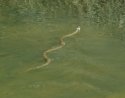 Grass Snake