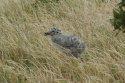 Gull Chick