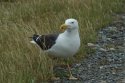 Lesser Black backed Gull