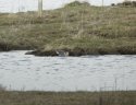 Green winged teal