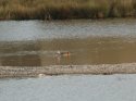 Egyptian Goose