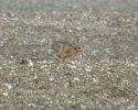 Hare