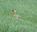Hare