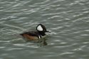 Hooded Merganser