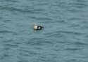 King Eider