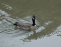 Lesser Canada Goose