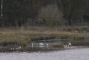 Little Egrets