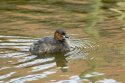Little Grebe