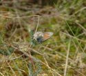 Large Heath