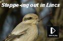 Lincs Video