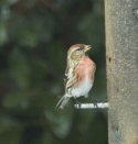 Lesser Redpoll
