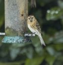 Lesser Redpoll