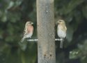 Lesser Redpoll
