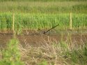 LRP Chick
