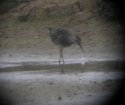 Lesser Yellowlegs