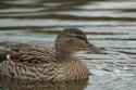 Mallard