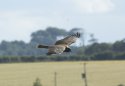 Marsh Harrier