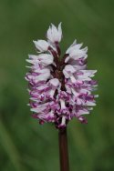 Monkey Orchid