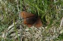 Mountain Ringlet