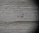 Marsh Sandpiper