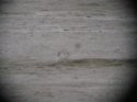 Marsh Sandpiper