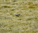 Mistle Thrush