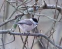 Marsh Tit