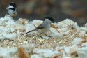 Marsh Tit