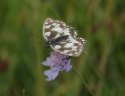 Marbled White