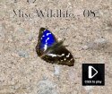 Misc Wildlife