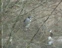 Night Heron