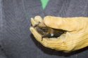 Noctule