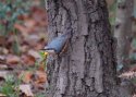 Nuthatch