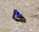 Purple Emperor